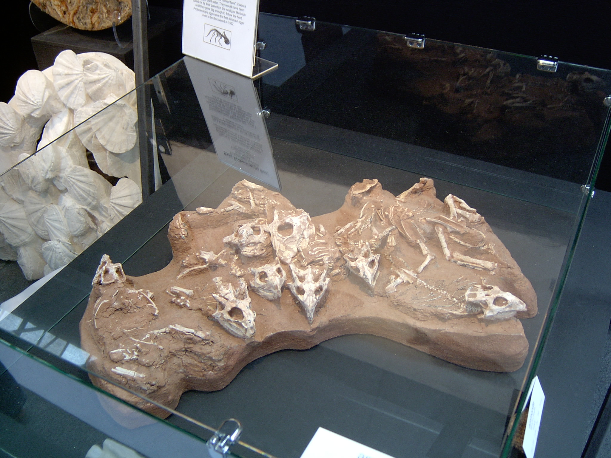 Protoceratops fossils
